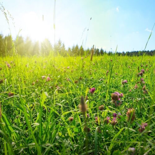 Tráva - Mätonoh trváci Solen 1 kg